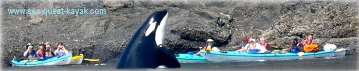 Spyhopping Killer Whale Examines a Sea Quest Kayak Trip in the San Juan Islands