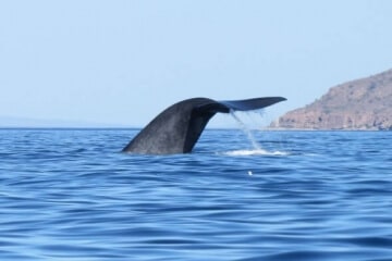 Blue Whale Flukes Up Before Diving in Baja Mexico