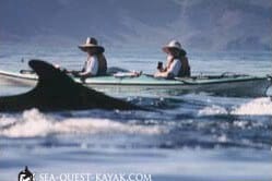 Fin Whale-Watching on Baja Mexico Kayaking Tours