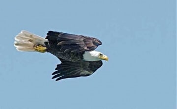 Bald Eagles are abundant when bird-watching in Washington State and especially the San Juan Islands