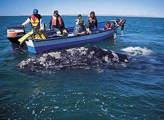 Friendly gray whales on whale watching tours in Baja Mexico