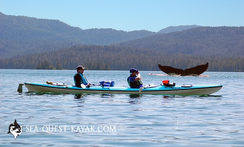 Kayaking with Humpback Whales: Alaska Kayak Tour in the Tongass