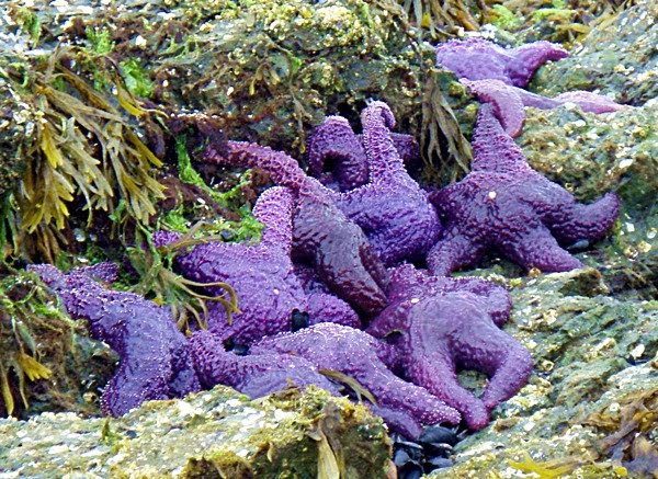 Purple Sea Stars are common on San Juan Islands kayak tours.