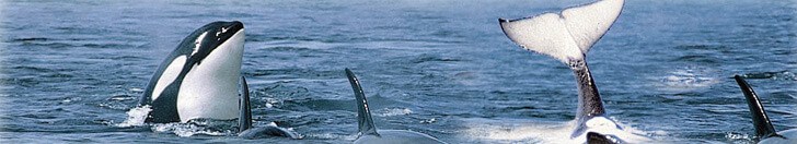 Orca Whales looking at Kayak Touring group