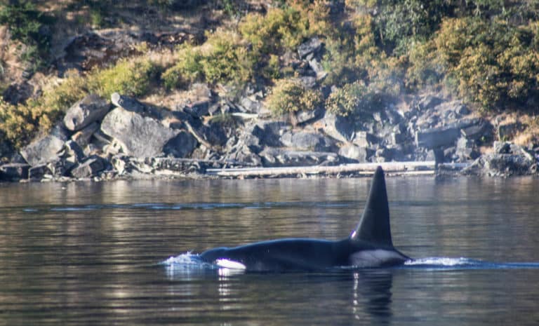 3 days in san juan kayak tour with male bull orca