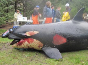 Kayaking San Juan Islands - Orca Whale Calf Killed by Bomb in Washington