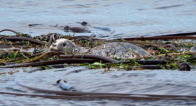 Kayak tours in the San Juan Islands can see seals sleeping in the kelp.
