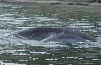 San Juan Islands Kayaking Trips - Humpback Whales near Seattle Washington
