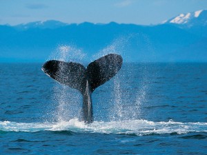 San Juan Islands Kayak Day Trips - Humpback Whale off Lime Kiln Whale Watch Park