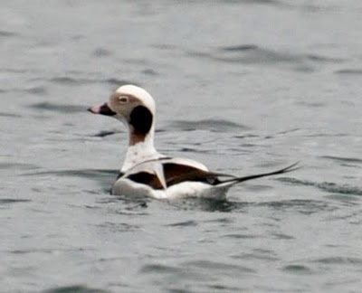 Long-tailed Duck photo by Jeanne Hyde