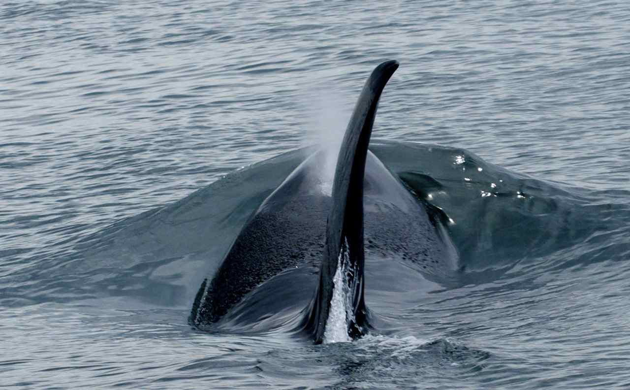 San Juan Islands Kayak Tours - Orca Whale courtesy of Maya Whale Watching Tours
