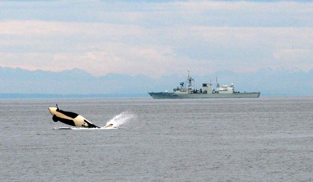 San Juan Islands Kayaking with Killer Whales - Washington state
