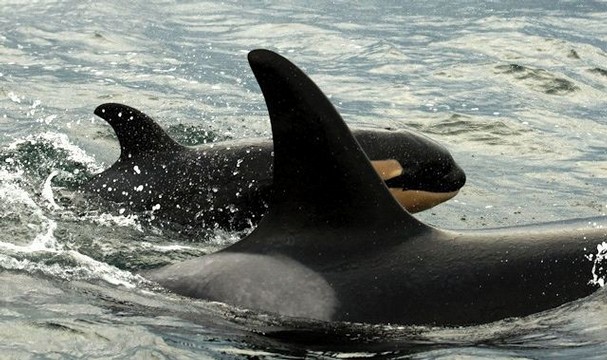 New Orca Baby - Whale watching kayak tours San Juan Islands Washington