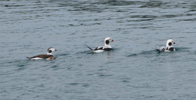 Long-tailed Ducks on San Juan Islands kayak tours