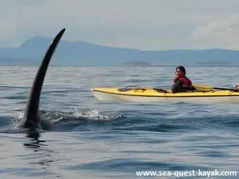 Bull Orca Fin cuts past Sea Quest Kayak Tour off San Juan Island