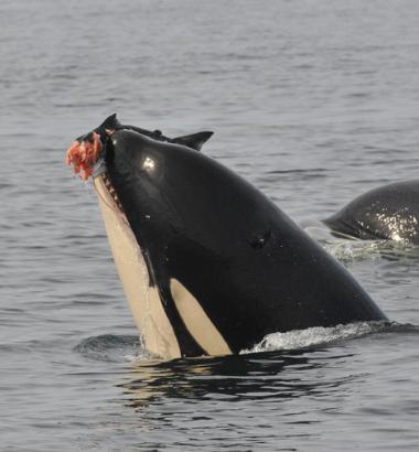 Orca Whale Watching Kayak Tours in the San Juan Islands of Washington