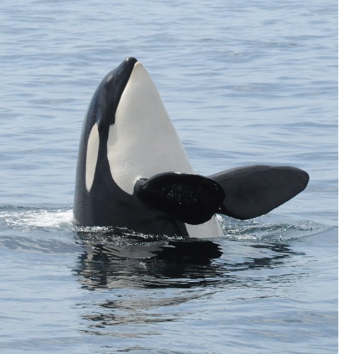 Orca Whale Kayak Tours in the San Juan Islands