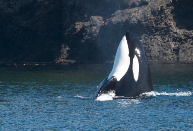 Orca Whale Watching Kayak Tours in the San Juan Islands near Seattle, Washington