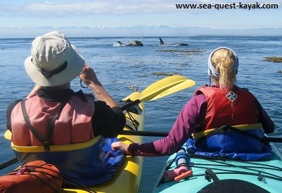 Orca Whale Watching in Kayaks