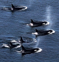 San Juan Isalnds Kayaking Tours - Orca Whale Watching