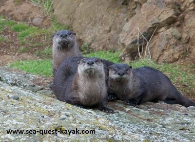 River Otter Family in the San Juan Islands