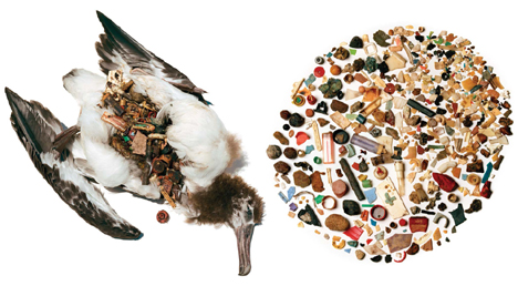 Plastic Pollution Kills Sea Birds & Whales - Learn More About This on Sea Quest Kayak Tours 