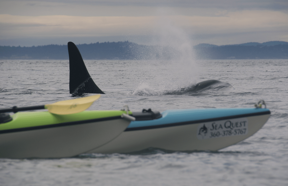 san juan island sea kayaking trip descriptions kayak with orcas