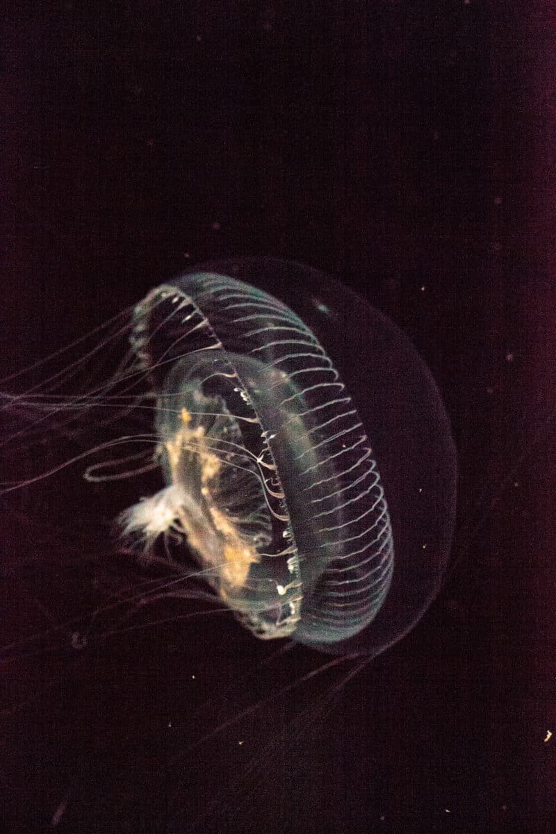 bioluminescence-kayaking-san-juan-see water-jellyfish