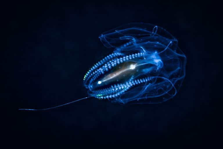 bioluminescent-kayak-san-juan-islands-comb-jelly