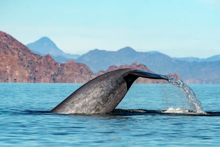 blue whale sighting loreto