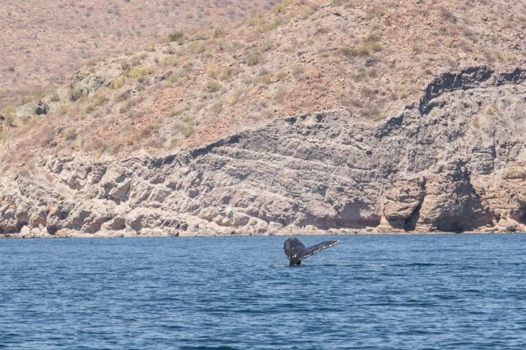 blue whale fluke near loreto