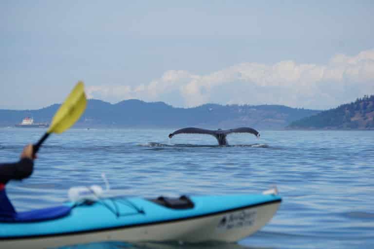 five day kayak expeditions with whales
