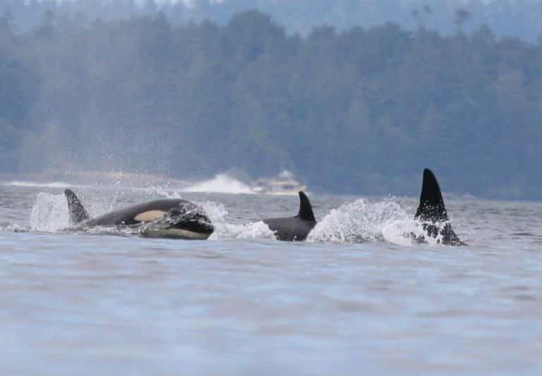 orcas can be seen in friday harbor on a kayak rental