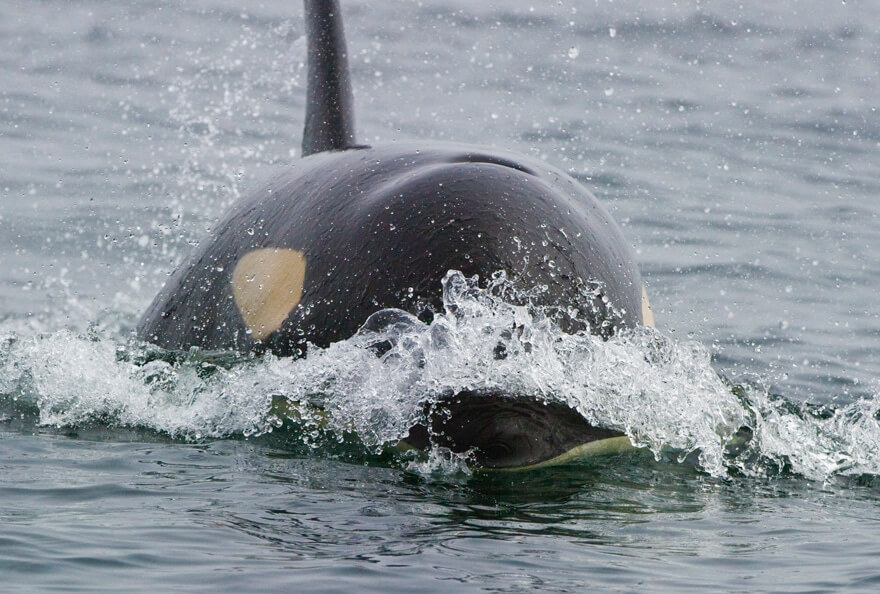 kayak with orca close up
