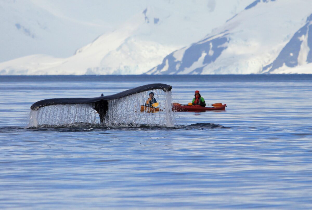kayaking in alaska with whales