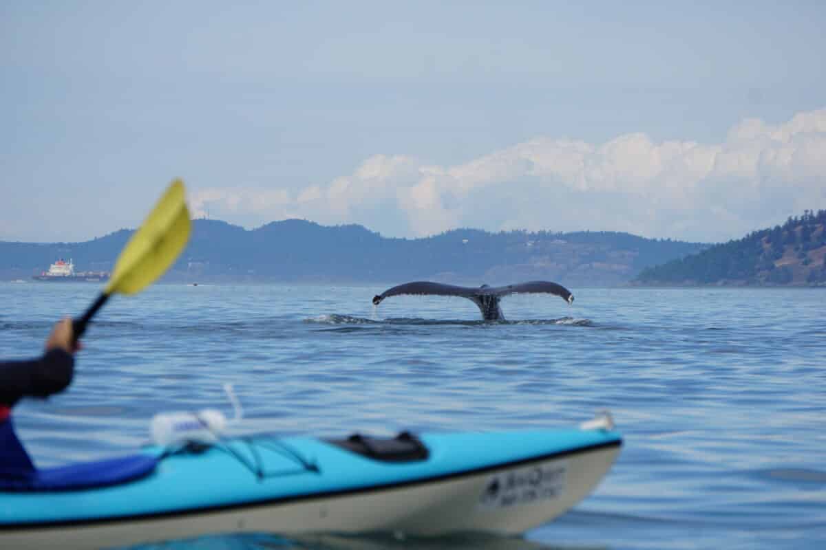kayaking with humpbacks san juan islands