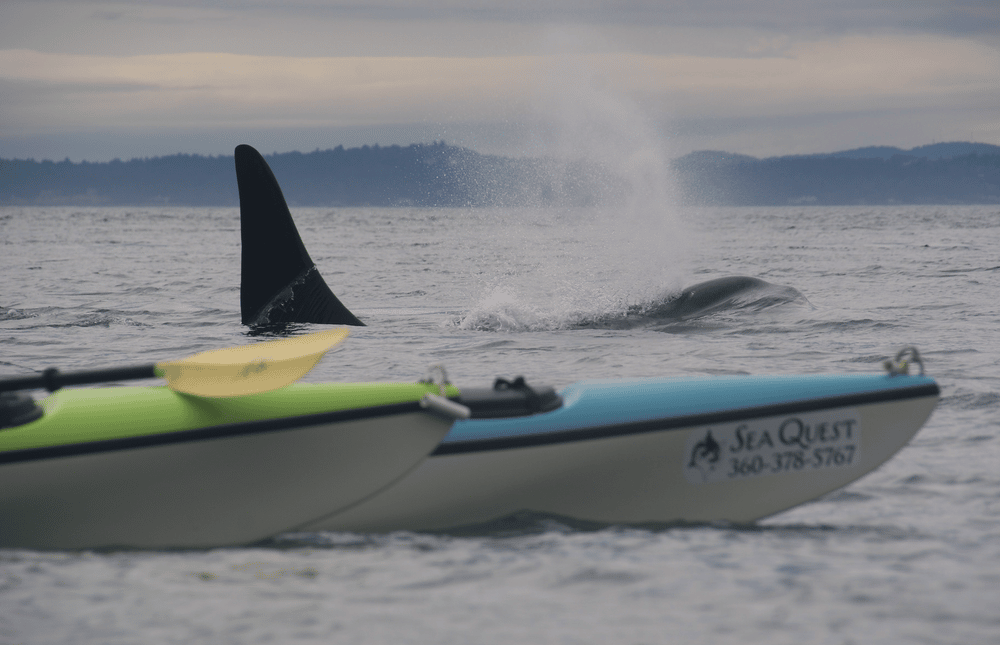 kayaking with orcas san juan islands