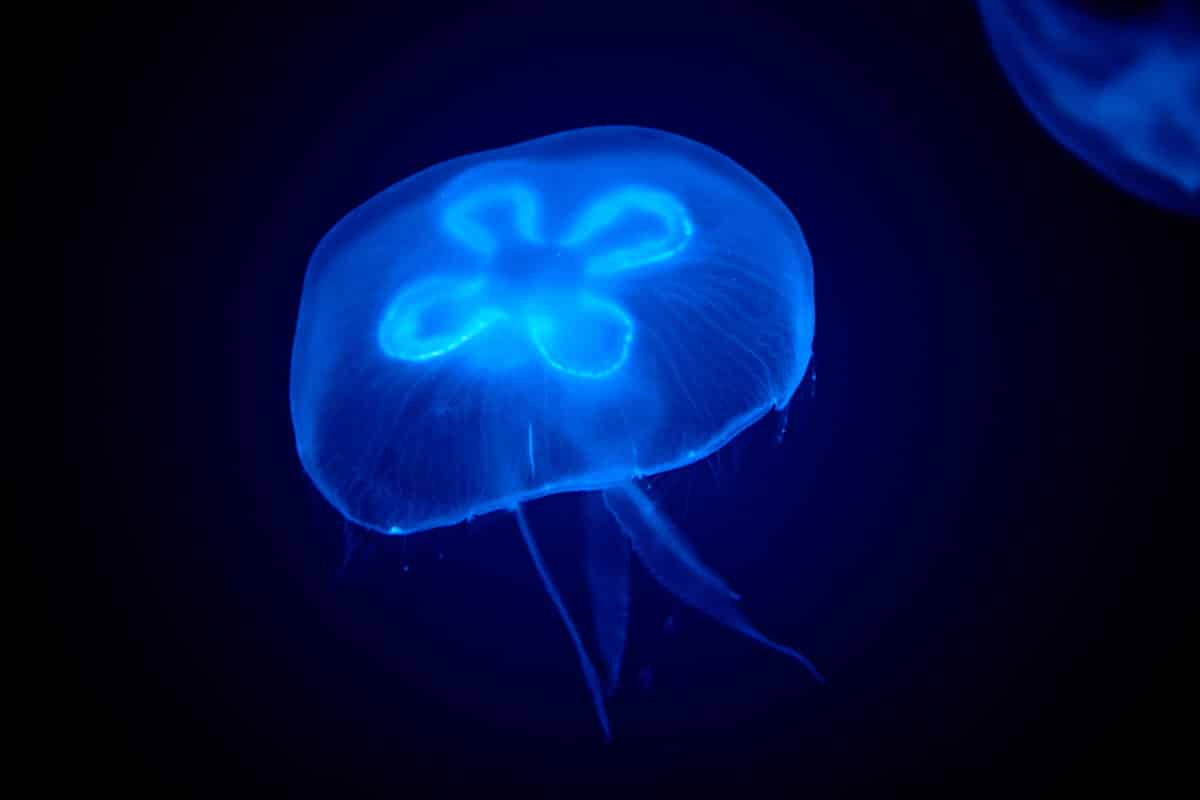 san-juan-island-washington-bioluminescent-jellyfish