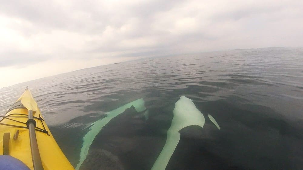 san juan islands on a kayak camping journey to view orca whales