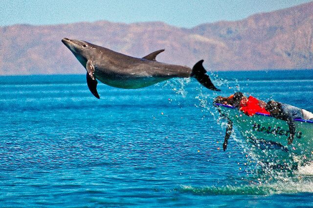 baja kayak adventures see dolphins
